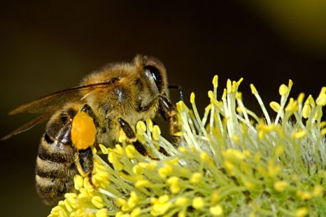 A bee is pollinating a plant.