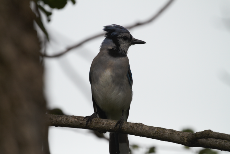 A+bluejay+glances+to+its+left+on+a+tree+branch+in+Kensington+Metropark.