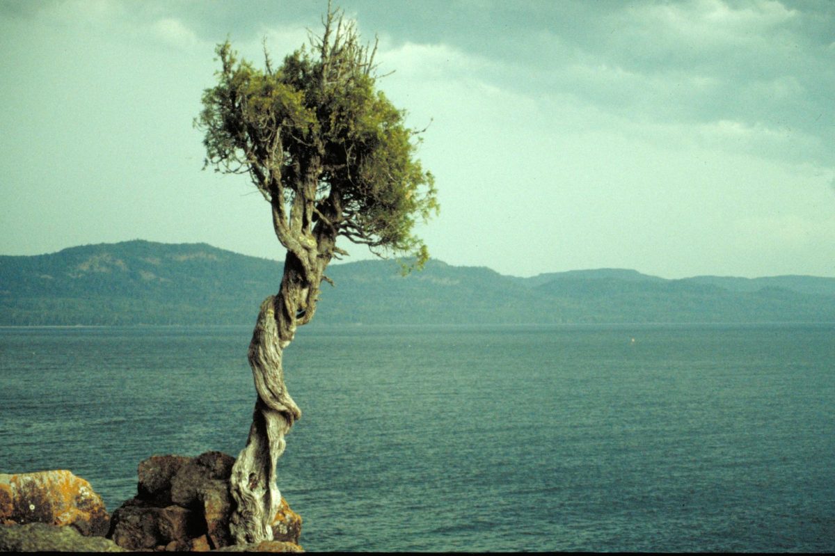 A tree known as the “Witch Tree” overlooks Lake Superior. 1996.