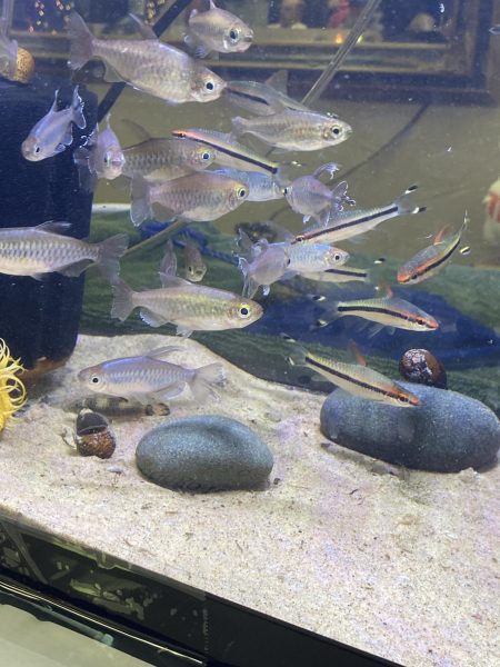 A tank full of Congo tetras and Denison barbs are on display at a vendor’s table at the Tropical Fish Swap of Michigan in Sterling Heights, Michigan. Dec. 6, 2025. 