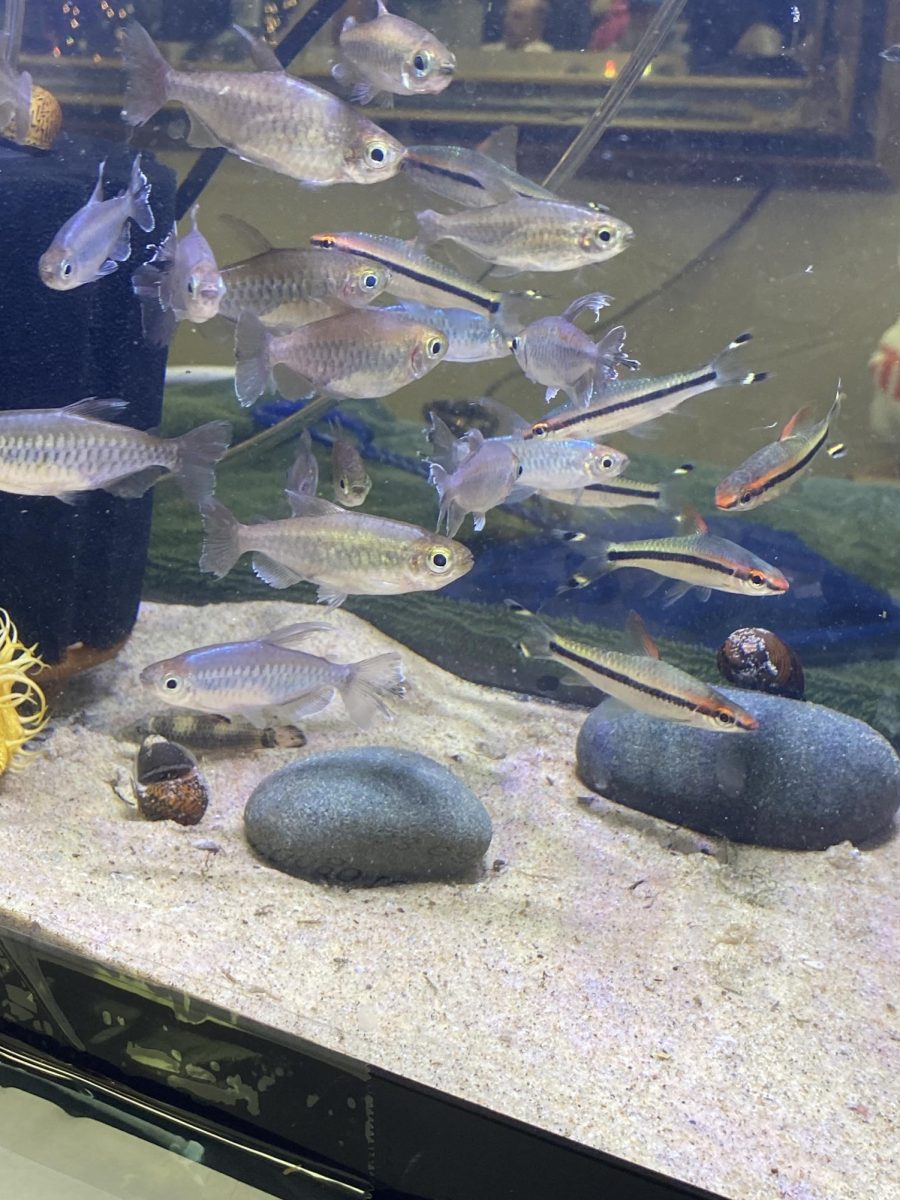 A tank full of Congo tetras and Denison barbs are on display at a vendor’s table at the Tropical Fish Swap of Michigan in Sterling Heights, Michigan. Dec. 6, 2025. 